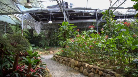 大坪頂熱帶植物園場景圖