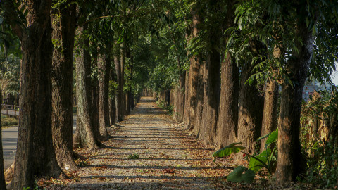 新威森林公園場景圖